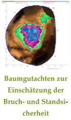 Baumgutachten zur Einschätzung der Bruch- und Standsicherheit