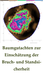Baumgutachten zur Einschätzung der Bruch- und Standsicherheit
